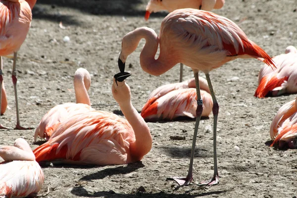 Flamingos cor-de-rosa estão beijando — Fotografia de Stock