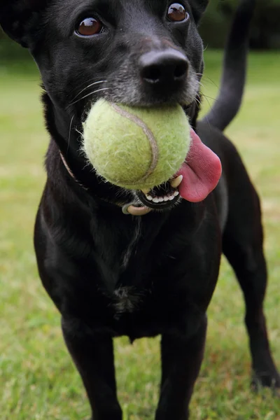 Perro negro como jugador de tenis — Foto de Stock