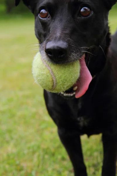 stock image Black dog as tennis player