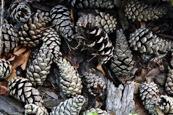 Antigos cones de pinheiro fundo — Fotografia de Stock