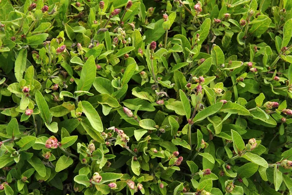 Salvia (sage) background — Stock Photo, Image