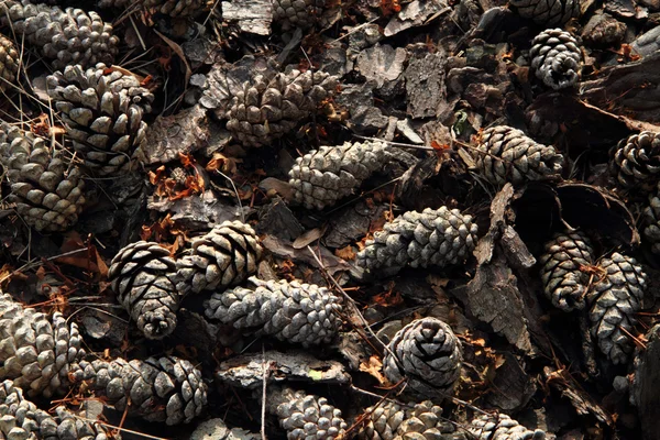 Old pine cones background — Stock Photo, Image