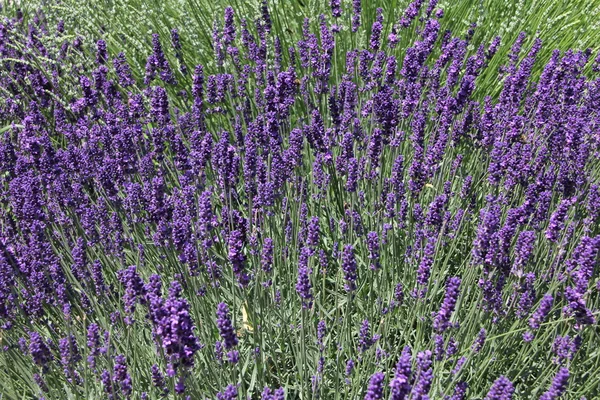 stock image Lavender flowers