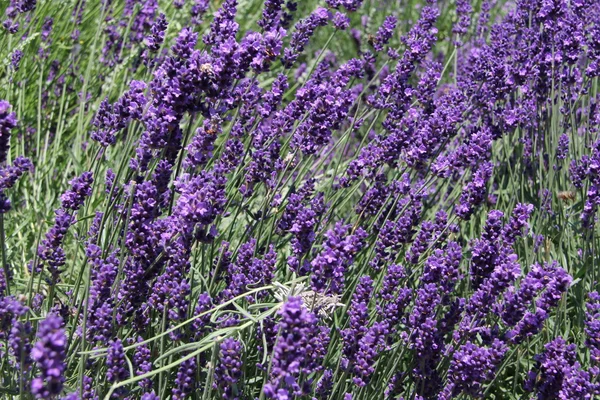 Stock image Lavender flowers