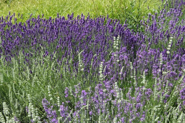 stock image Lavender flowers