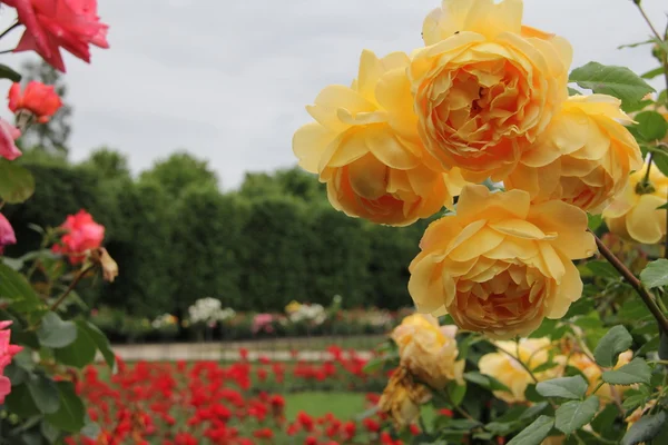Piękny ogród róż — Zdjęcie stockowe