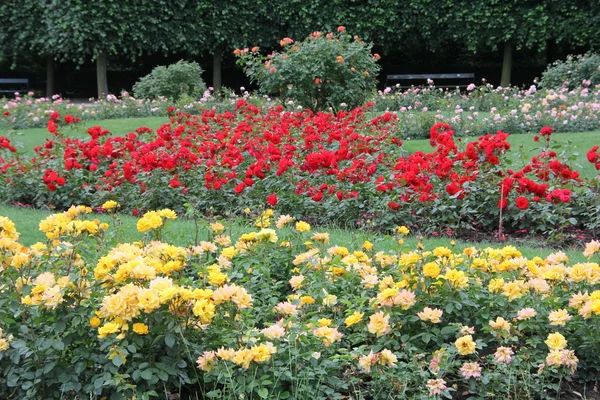 stock image Beautiful roses garden