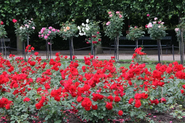 stock image Beautiful roses garden