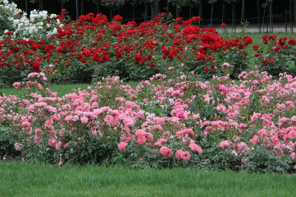 stock image Beautiful roses garden