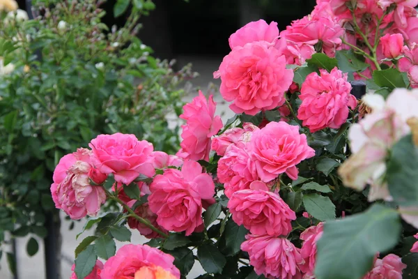Красивый сад с розами — стоковое фото