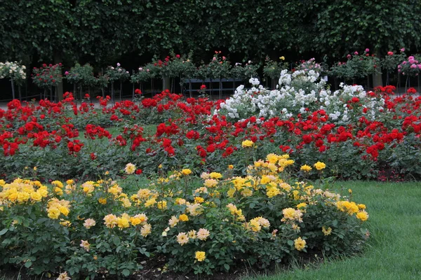 Krásná růžová zahrada — Stock fotografie