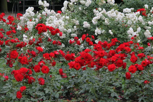 Beautiful roses garden — Stock Photo, Image