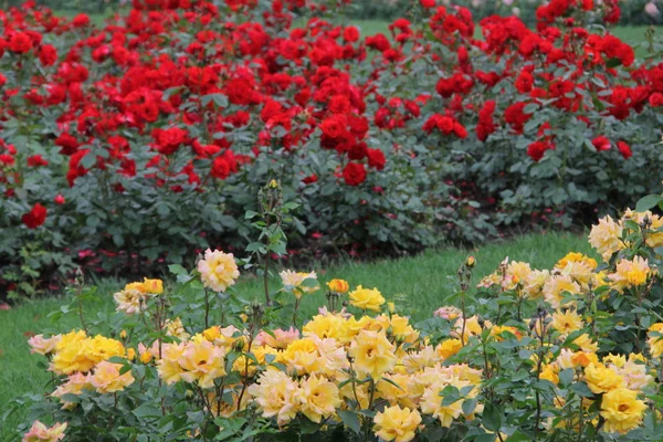 stock image Beautiful roses garden