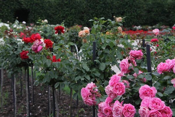 Красивый сад с розами — стоковое фото