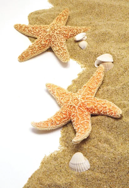 沙子和海星的边界 — 图库照片