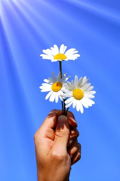 Ruka držící daisy — Stock fotografie