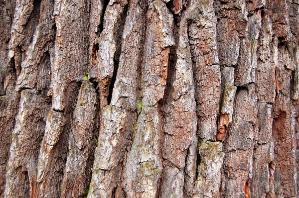 Textura del árbol — Foto de Stock