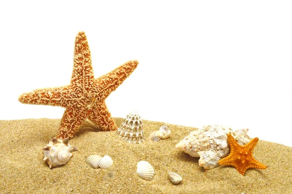 Морская звезда и песчаный берег — стоковое фото