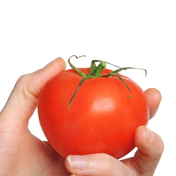 Hand met tomaat — Stockfoto
