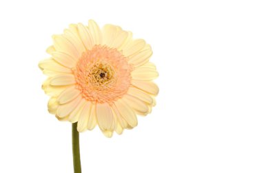 Gerbera