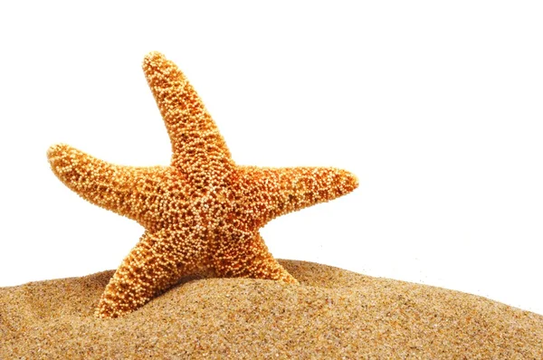 Seastar と砂の銀行 — ストック写真