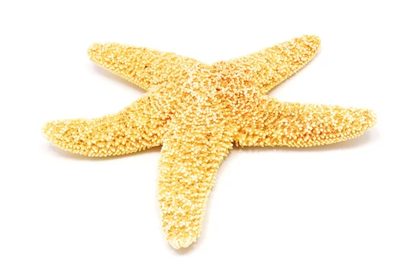 Sea-star — Stock Photo, Image