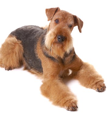 Airedale köpek