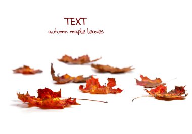 Autumn leaves clipart