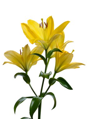 Yellow lily clipart