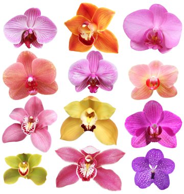 Set of pink orchid isolated on white clipart