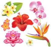 Set of tropical flowers