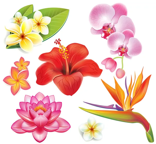 Conjunto de flores tropicais — Vetor de Stock