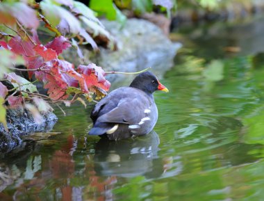 Yaygın moorhen (Gallinula kloropus)