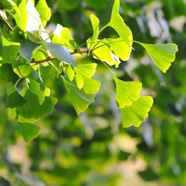 Ginkgo Biloba ağacına yakın çekim