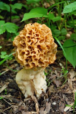 Morel mantarlı orman (Morchella esculenta büyür)