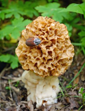 Morel mushroom grows in forest (Morchella esculenta) clipart