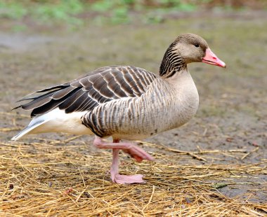 Greylag Kaz