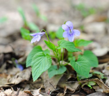 Spring flowers of violet (Viola riviniana) clipart