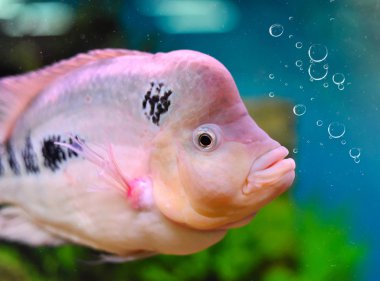 Flowerhorn Cichlid fish in the aquarium clipart