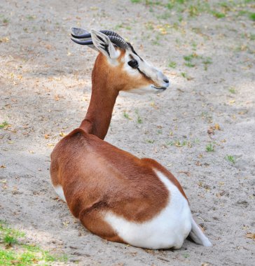 Springbok antilobu (Antidorcas marsupialis)