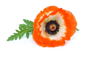 Red poppy isolated on white clipart
