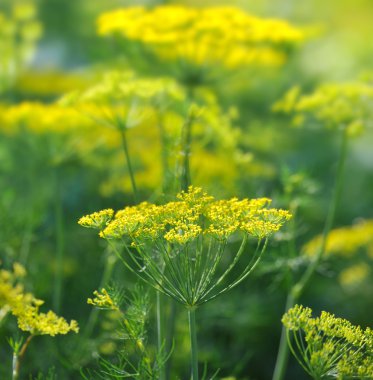 Dill umbels on vegetable background clipart