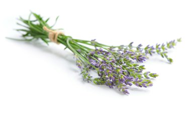 Lavanta çiçek (Lavandula spica) beyaz bir arka plan üzerinde grup