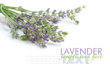 Lavanta çiçek (Lavandula spica) beyaz bir arka plan üzerinde grup