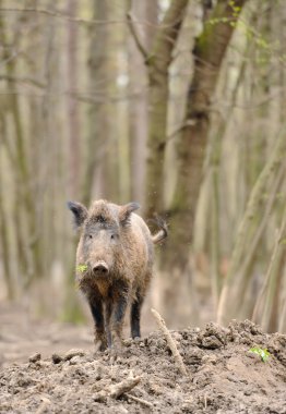 Ormanda yaban domuzu