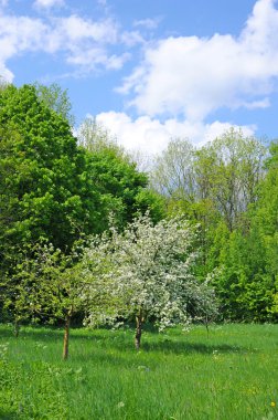 A spring landscape is with flowering young apple-trees clipart