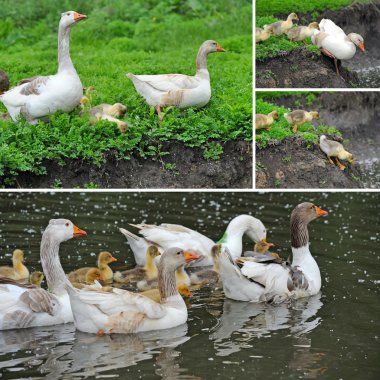 Geese are with goslings on a green grass clipart