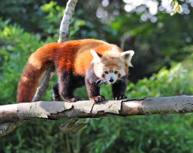 Red panda ağaç üzerinde