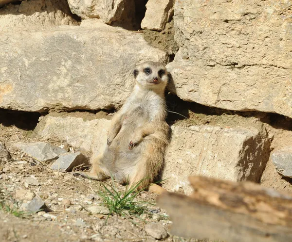 Meerkat suricata — Fotografia de Stock