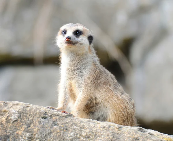 Meerkat suricata — стокове фото